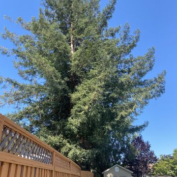 Pmc Tree Service - Before - Tree Services Near Me - San Jose, California