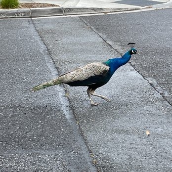 Communications Hill Grand Staircase - peacock crossing the street - Landmarks & Historical Buildings Near Me - San Jose, California Communications Hill Grand Staircase - peacock crossing the street - Landmarks & Historical Buildings Near Me - San Jose, California