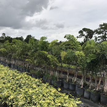 Li Donni Nursery - Nurseries & Gardening Near Me - Jupiter, Florida Li Donni Nursery - Nurseries & Gardening Near Me - Jupiter, Florida