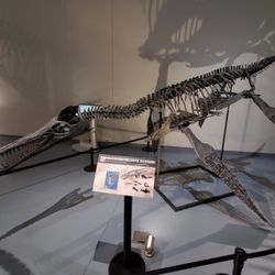 Museum of Idaho - Idaho Falls Museum Prehistoric Oceanic Animals