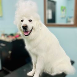 Plush Paws Pet Salon - Shed Happens! Ask about our signature Furminator Shed-Less Treatment!