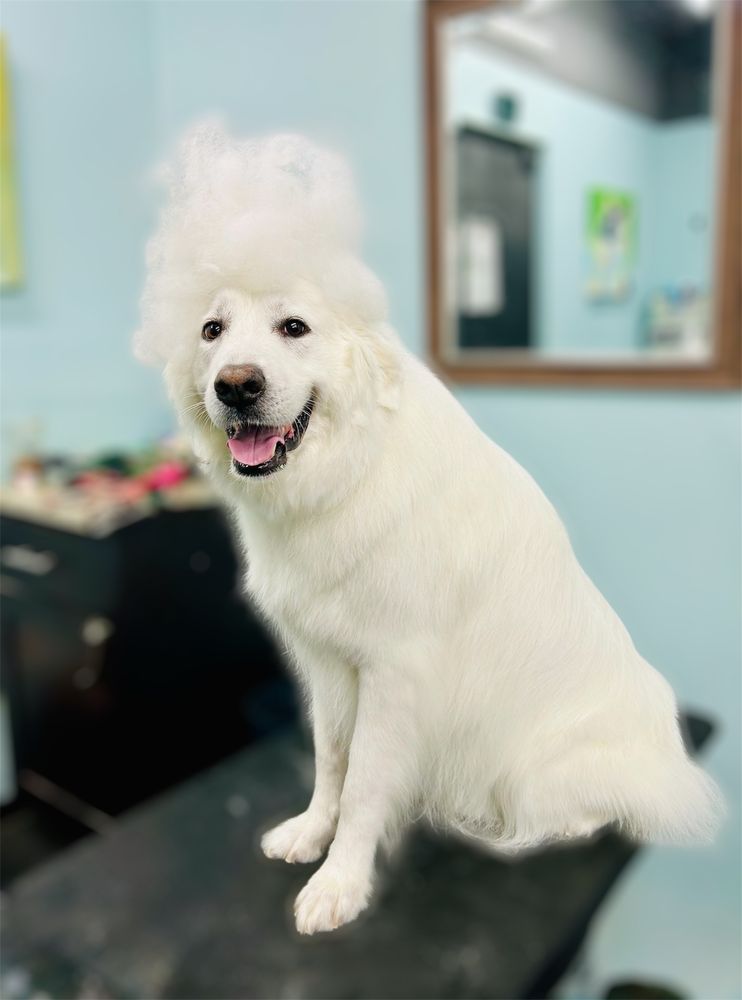 Plush Paws Pet Salon Image