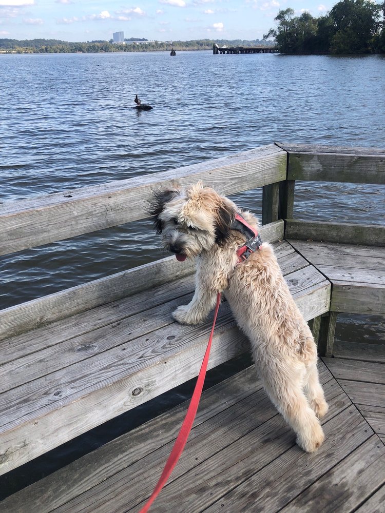 LEILA KNOWS BEST Updated September 2024 32 Photos & 17 Reviews Alexandria, Virginia Dog