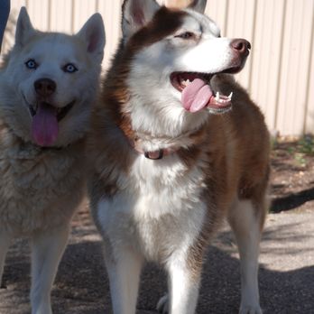 Pet Bnd - Pet Boarding Near Me - Albuquerque, New Mexico Pet Bnd - Pet Boarding Near Me - Albuquerque, New Mexico