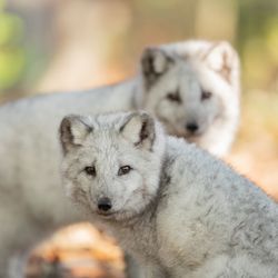 Grottes de Han - Wildlife Park
