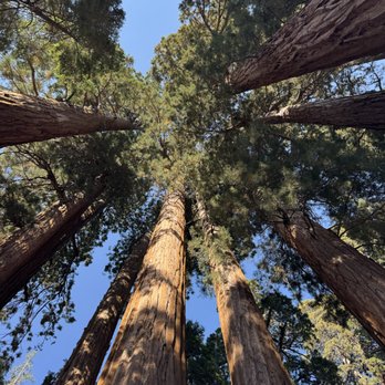 Big Trees Tours - Looking up! - Walking Tours Near Me Big Trees Tours - Looking up! - Walking Tours Near Me