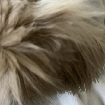 BYOP - Bad cut - Pet Groomers Near Me - Staten Island, New York BYOP - Bad cut - Pet Groomers Near Me - Staten Island, New York