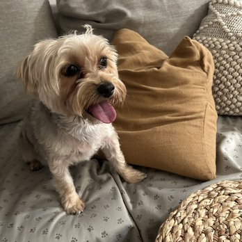 London Ridge Pet Resort - Pet Boarding Near Me