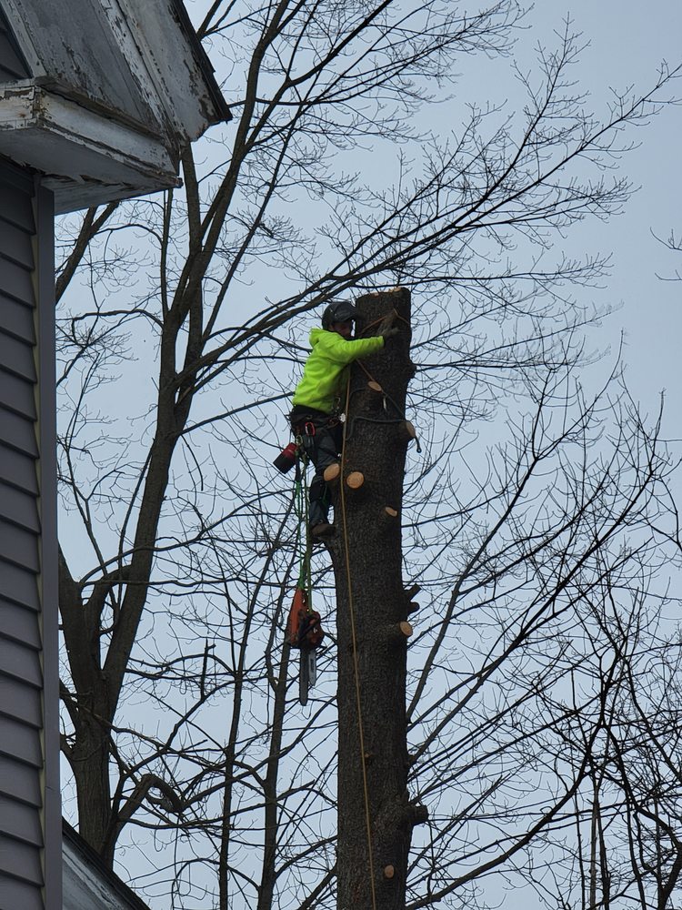 360 Tree And Property Care - tree service in Lewiston, ME