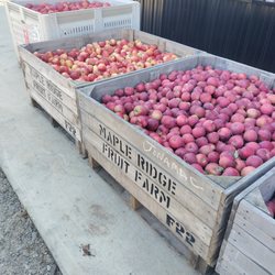 Apples waiting for pressing.