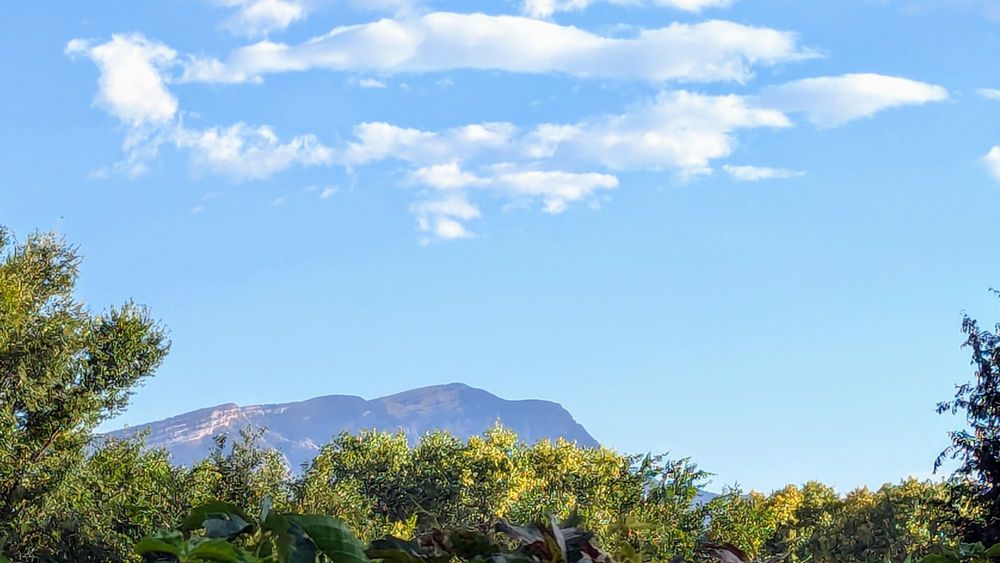 Algodones Distillery