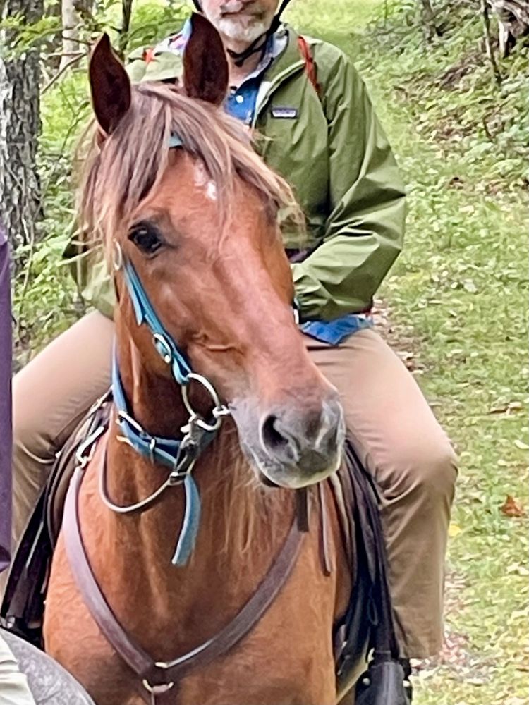 Florida Horse Rides - equestrian in Fort White, FL