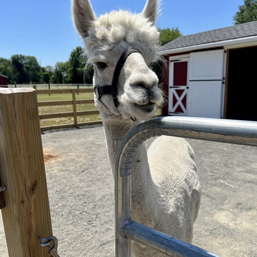 Hidden Spring Lavender & Alpacas - Gift Shops Near Me - Skillman, New Jersey