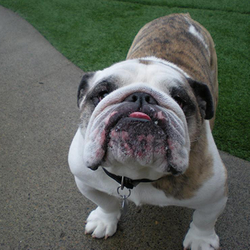 Rock Creek Kennels