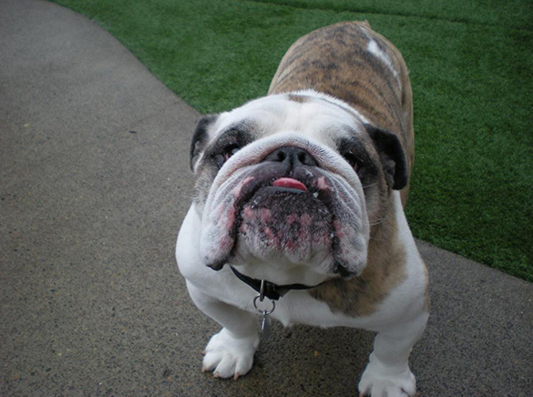 Rock Creek Kennels - pet boarding facility in Hillsboro, OR