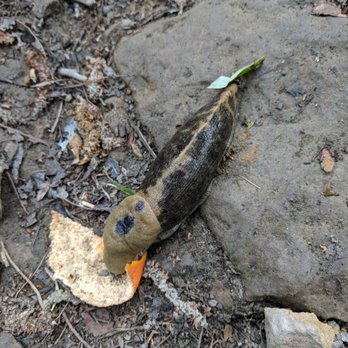 Sunol Regional Wilderness Area - Slug - Parks Near Me - Sunol, California Sunol Regional Wilderness Area - Slug - Parks Near Me - Sunol, California