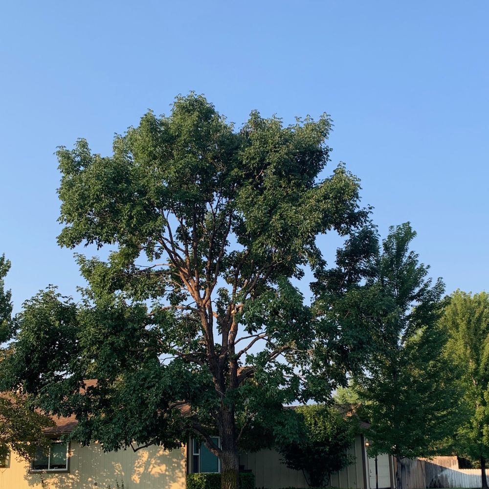 Healthy Trees - Tree 1 - After - Tree Services Near Me - Carson City, Nevada Healthy Trees - Tree 1 - After - Tree Services Near Me - Carson City, Nevada