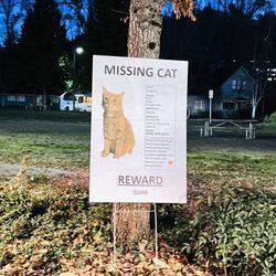 City of Bothell - Sabino the kitty is missing!