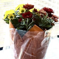 NYU Langone Health - Kimmel Pavilion - My friend June brought me flowers a Trader Joe's bag and pop up card. 10/24/25