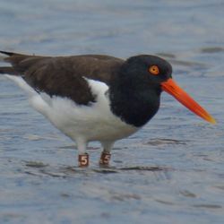 Gulf Coast Bird Observatory