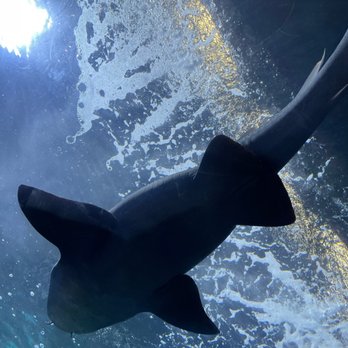Downtown Aquarium - Museums Near Me - Denver, Colorado Downtown Aquarium - Museums Near Me - Denver, Colorado