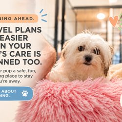 Luxe Pet Care - Maltese in pink bed at boarding facility