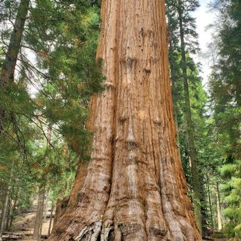 Trail of 100 Giants - Hiking Near Me - Springville, California Trail of 100 Giants - Hiking Near Me - Springville, California
