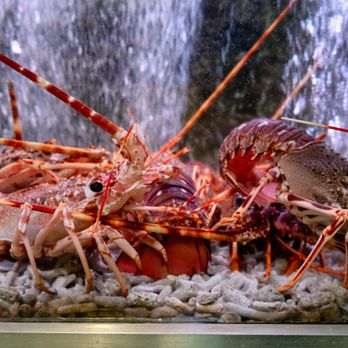 Lisboa à Noite - Lobster tank by restaurant entrance - Wine Bars Near Me - Lisbon, 11 Lisboa à Noite - Lobster tank by restaurant entrance - Wine Bars Near Me - Lisbon, 11