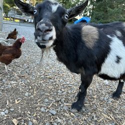 The Little Farm - Goat and chicken!