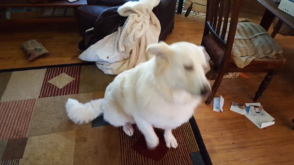 Furside Pet Grooming by null