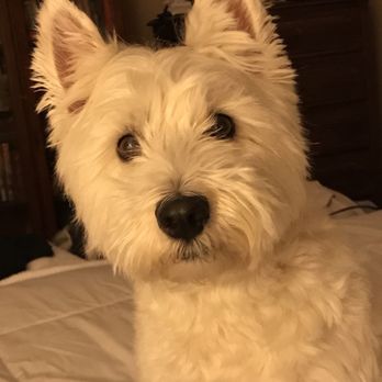 Victoria's Westies - Pet Services Near Me Victoria's Westies - Pet Services Near Me