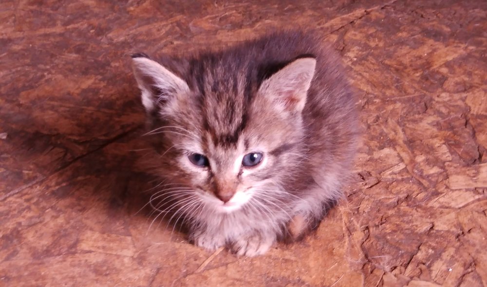 W & W PET SHOP Updated October 2024 948 E Stuart Dr, Galax