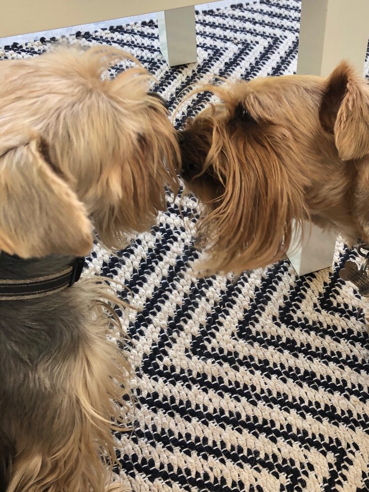 POOCHI SITTER AT YOUR SERVICE Palm Springs, California Dog Walkers