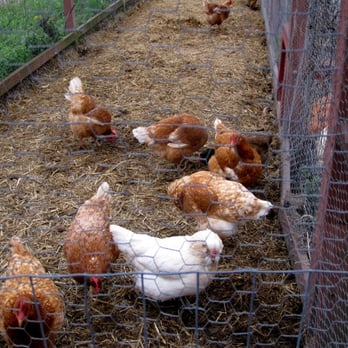 Frog's Leap Winery - The chickens - Wineries Near Me - Rutherford, California