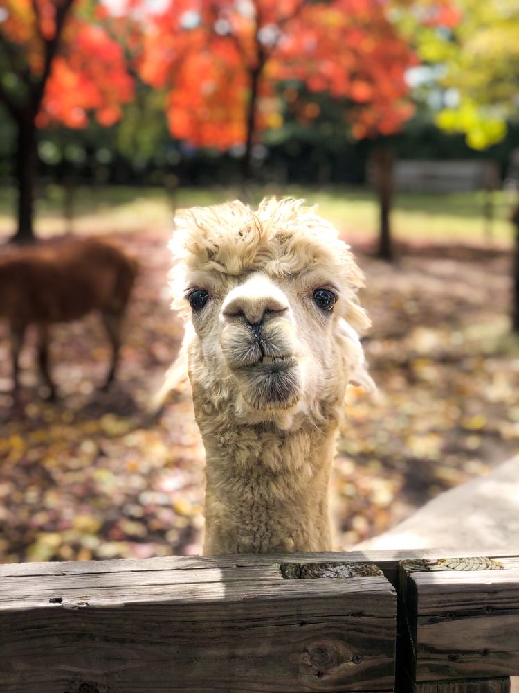 Queens Zoo, Corona Roadtrippers