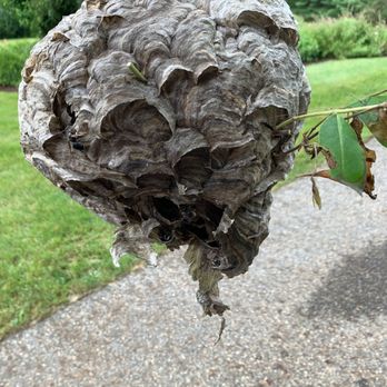 Eliminating 365 Pest Control - Bee nest - Pest Control Near Me - Lowell, Massachusetts Eliminating 365 Pest Control - Bee nest - Pest Control Near Me - Lowell, Massachusetts