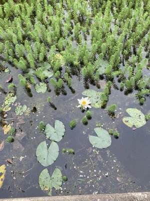 Marian Coffin Gardens at Gibraltar by null