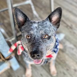 Smoky Mountain Pet Resort - The Cove