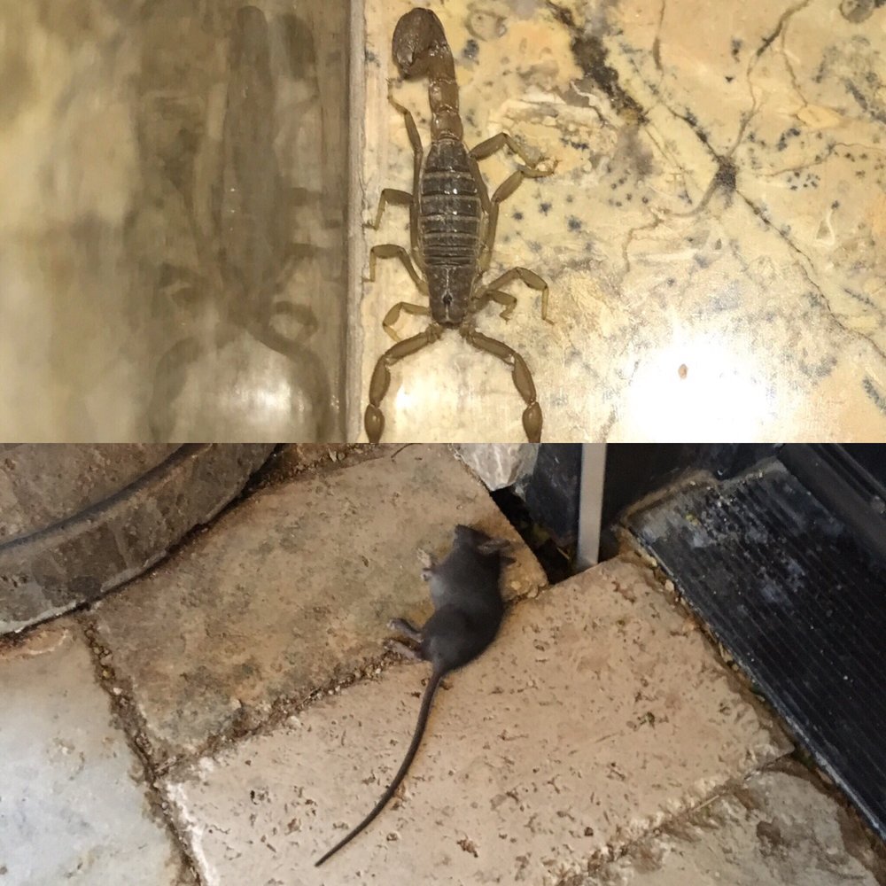 PROVISIONS PEST CONTROL Updated August 2024 12 Photos & 70 Reviews 10624 S Eastern Ave