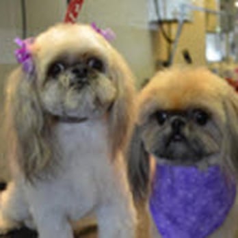 Pet Spa & Grooming - Pet Groomers Near Me - Colchester, Vermont Pet Spa & Grooming - Pet Groomers Near Me - Colchester, Vermont