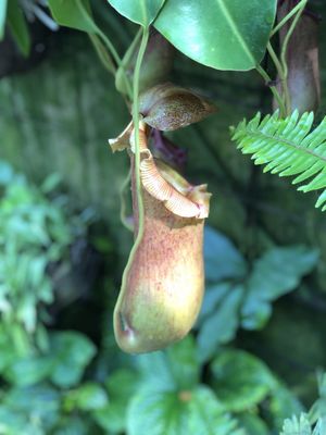 Trauttmansdorff Gärten by null