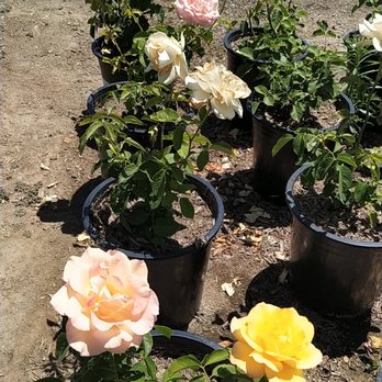 Garden View Nursery - Nurseries & Gardening Near Me - Irwindale, California