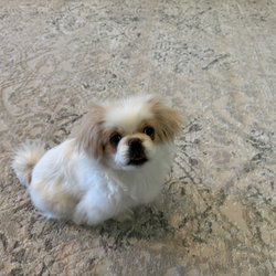 New Beginnings Dog Rescue