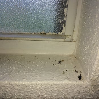 Tee Pee RV Park - dead bugs on windowsill - RV Parks Near Me - Wharton, Texas