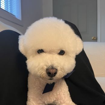 Ironmaya Pet Grooming - Pet Groomers Near Me - Diamond Bar, California
