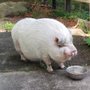 Photo of Tammy's Pet Sitting