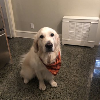 Wendy\'s Mobile Dog Grooming 2025