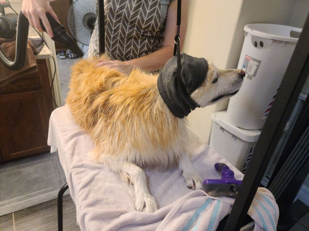 LIONESS GROOMING SERVICES Updated August 2024 10 Photos Corpus