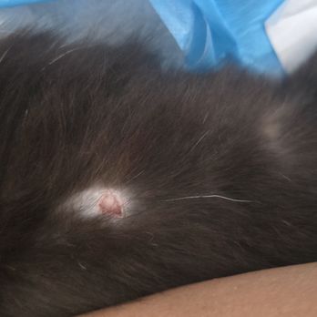 Galloway Cat Clinic - His side he bit up and made a wound due to fleas - Veterinarians Near Me - Torrance, California