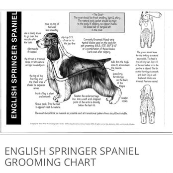 Dapper Paws - Diagram I gave of what I was expecting her haircut to be - Pet Groomers Near Me - Ridgefield, Washington